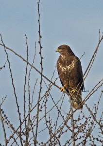 Buse variable   