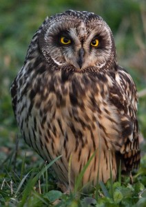 Hibou des marais