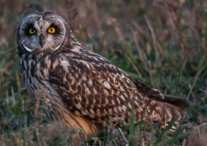 Hibou des marais