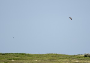 Faucon crécerellette & Aigle de Bonelli