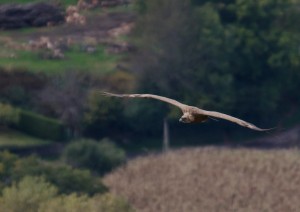 Vautour fauve