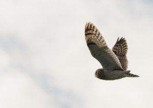 Hibou des marais  