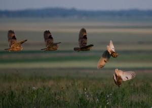 Hibou moyen-duc  