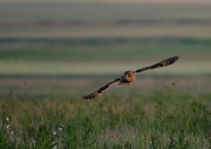 Hibou moyen-duc  