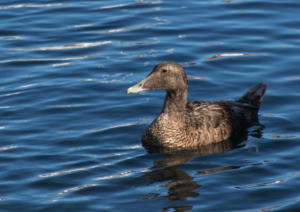 Eider à duvet-1