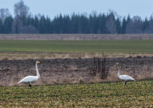 Whooper Swan