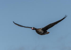 Great White Fronted Goose