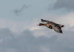 Great White Fronted Goose