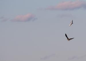 Osprey (©Mel)