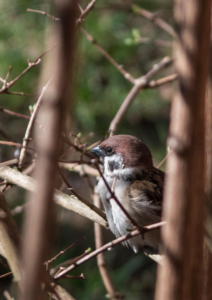 Tree Sparrow-2