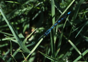 Coenagrion pulchellum