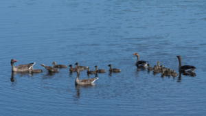 Greylag Goose