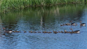 Greylag Goose