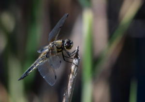 Libellula quadrimaculata