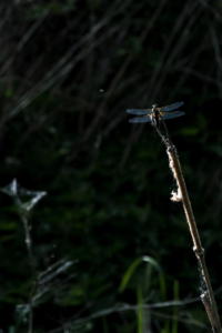 Libellula quadrimaculata