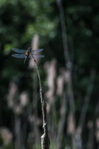 Libellula quadrimaculata