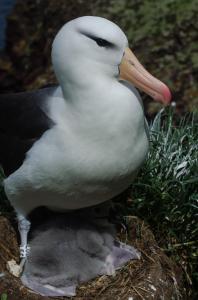 Albatros a sourcil noir-11