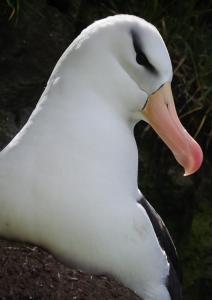 Albatros a sourcil noir-21