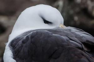 Albatros à Sourcil noir-1