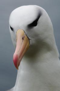 Albatros à Sourcil noir-8