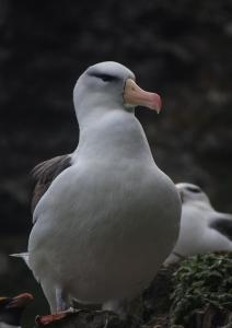 Albatros à sourcils noirs-10