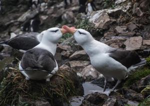Albatros à sourcils noirs-14