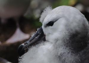 Albatros à sourcils noirs Pull-25