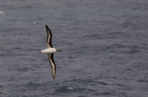 Albatros à tête grise-5