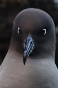 Albatros fuligineux à dos clair-1