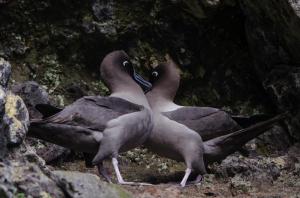 Albatros fuligineux à dos clair-18