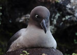 Albatros fuligineux à dos clair-2