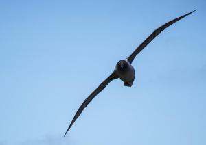 Albatros fuligineux à dos clair-24