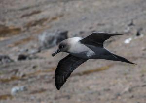 Albatros fuligineux à dos clair-2 2