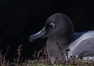 Albatros fuligineux à dos clair-41