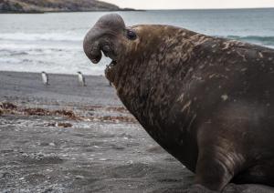 Elephant de Mer