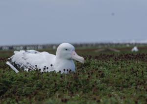 Grand-Albatros-2