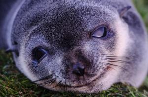 Otaries de Kerguelen-1