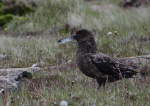 Skua 1