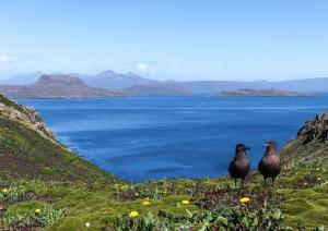 Skua Plonplon Beach-2