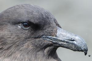 Skua subantarctique-2