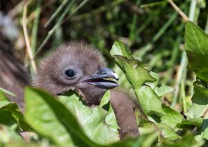 Skua subantarctique-20