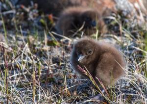 Skua subantarctique-3