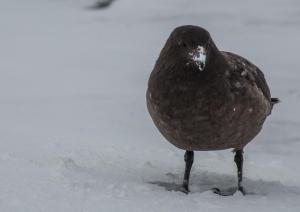 Skuas-3