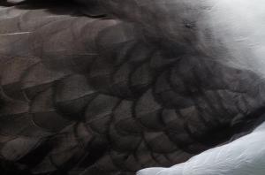 Albatros a sourcil noir-19