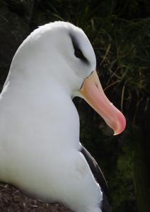 Albatros a sourcil noir-20