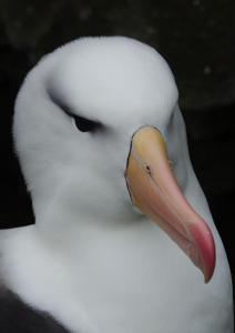 Albatros à Sourcil noir-11