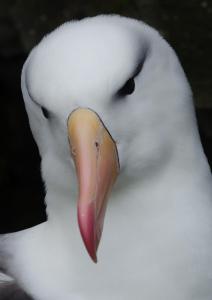 Albatros à Sourcil noir-13