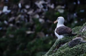 Albatros à Sourcil noir-17