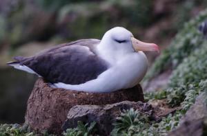 Albatros à Sourcil noir-19
