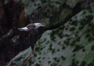 Albatros à Sourcil noir-26